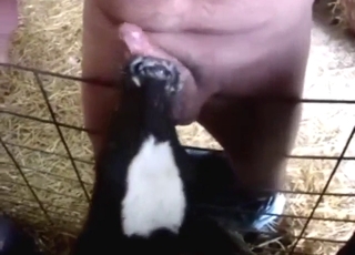 Dude gets horny as fuck with a calf working on him
