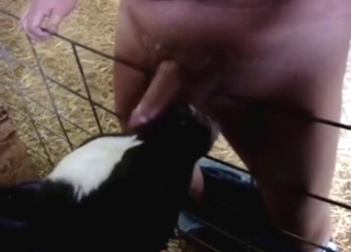Dude gets horny as fuck with a calf working on him
