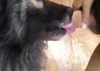 Black dog with a small face wants that big detect