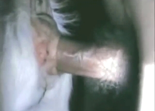 Goat vag is property fucked by a randy man