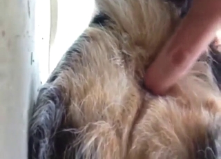 Dude is going to insert digits in the dog's ass