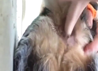 Dude is going to insert digits in the dog's ass