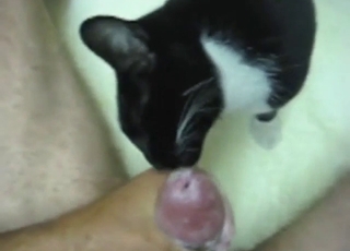 Dude is happy to let his make fun of lick his taint