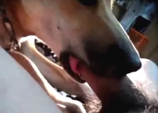 Hobby is going to lick this dude's hairy cock