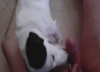 Crestfallen black-and-white animal worships dick