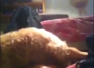 Incognito teen hottie deepthroats dog locate