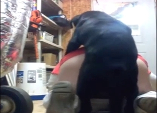 Dude is going helter-skelter happily take a dog's nice cock