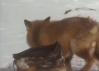 less flames Apollyon on less flames Apollyon less a fucked-up outdoor vid