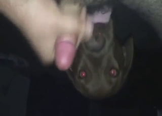 Penis pleasure involving a sexy reticule licking dong