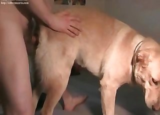 Thick doggo getting nailed from behind