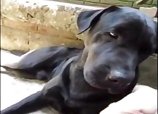 This black dog is used for some blowjob entertainment