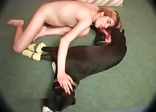 Black dog with meaty dick sucked by female