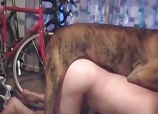 Good doggie luving anal penetration