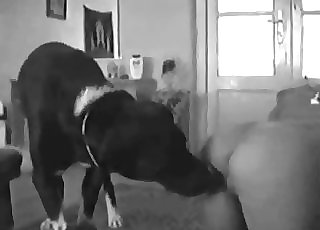 Sexy trained mutt licks her juicy hole