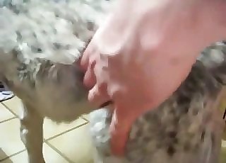 Fat dog fucked rigid by a dangled stud here