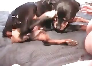 Black rear end licks a dick and gets fucked