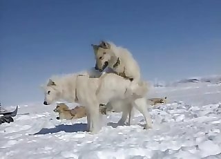 Two white dogs ravaging hard in the snow
