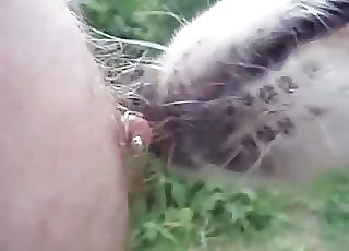 Edible doggy is licking nipples in the close-up