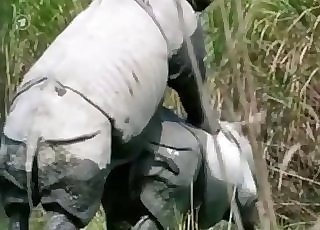 Gigantic rhinos fuck in doggy fashion pose