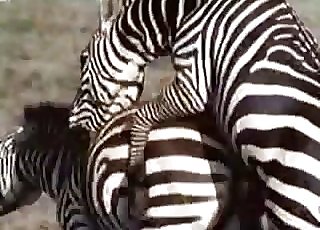 Nasty exotic zebras are fucking in the rear end style posture