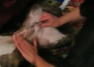We can see the lovely tight asshole of a grey mutt