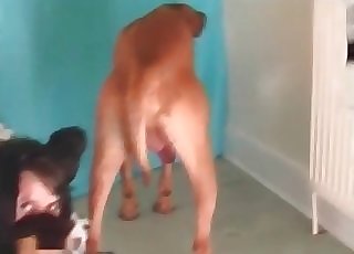 Asian chick sucking meaty dick of a dog