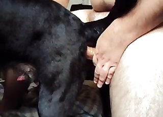 Doggy style sex for a human and a horny doggie