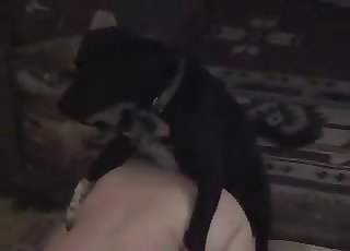 Black dog wants to utterly wreck a tight lil' pussy