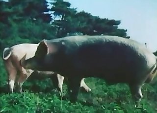 Pigs are fucking adorable in doggy style
