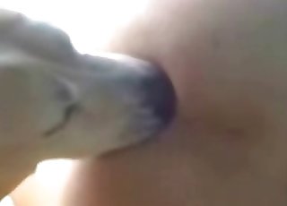 Cute mutt fucking tight holes