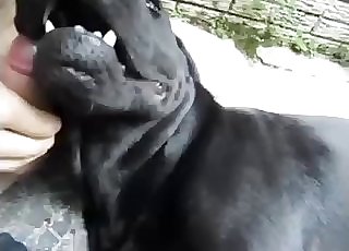 Witness how a sexy doggy is licking a hard knob