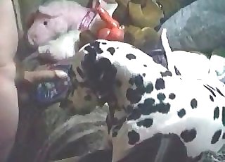 Amateur zoophile having bestiality fun with a dalmatian