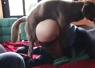 Big ass zoophile and small mutt in the sofa