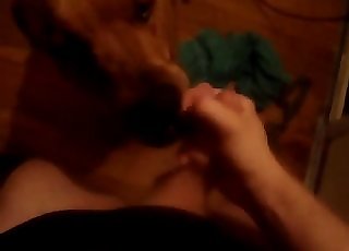 Playful doggy eats my pecker with passion