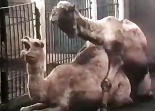 Camels are banging in the doggy fashion