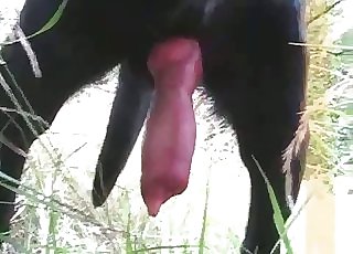 Amazingly horny black hound has a ginormous cock