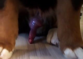 Take a look at this dog's red cock