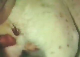 Stunning milky dog penetrated hard from behind