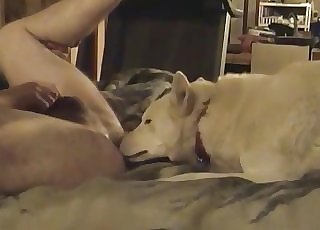 White dog slowly licks my asshole in couch