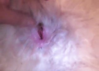 Furry white dog gets finger-blasted hard
