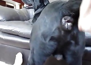 Black doggy is enjoying anal stimulation