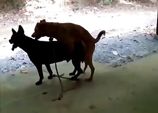 Two dogs fucking like horny outdoors