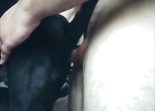 Pulverizing black doberman in doggy style pose