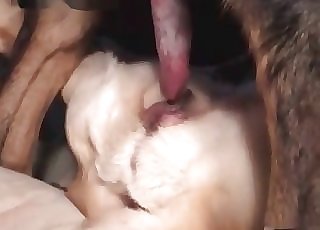 2 dogs passionate love-making