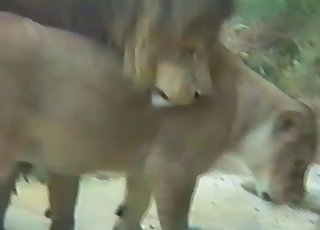 Horny lion is trying to fuck his lioness