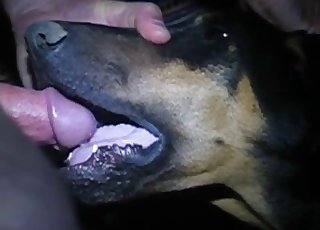 Nasty dog getting face-fucked stiff