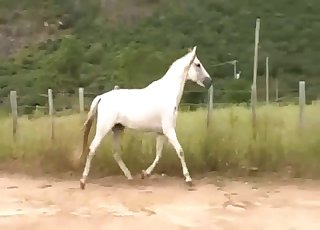 White horse fucked a nice brown mare