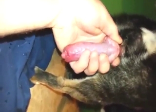 POV HJ instalment forth dog lose one's train of thought needs to get jerked off