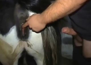 Lovely zoophile porn with doggystyle pussy gaup