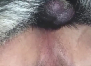 Not able to pull out, lose concentration zoophile ass is TOO hot